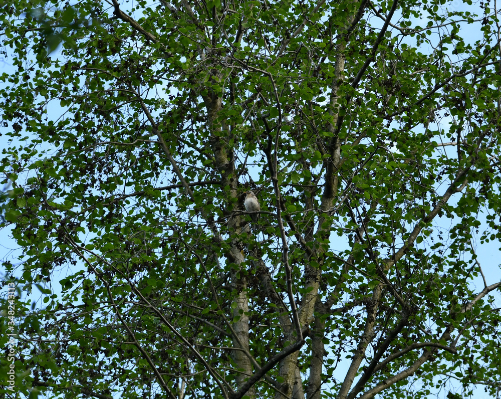 thrush chick is waiting for its parents to learn about the world and share life experiences thrush chick is waiting for its parents to learn about the world and share life experiences