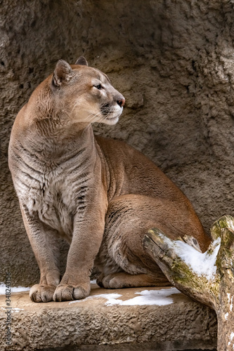 Puma. Puma concolor. close up.