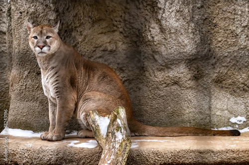 Puma. Puma concolor. close up.