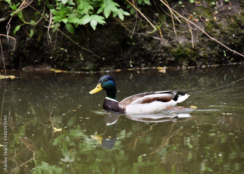 Obraz premium wild goose-drake floats in the river in natural conditions