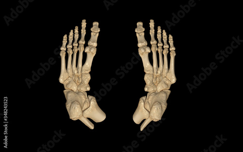 CT Scan of Both Foot 3D rendering image bottom view .medical technology concept.