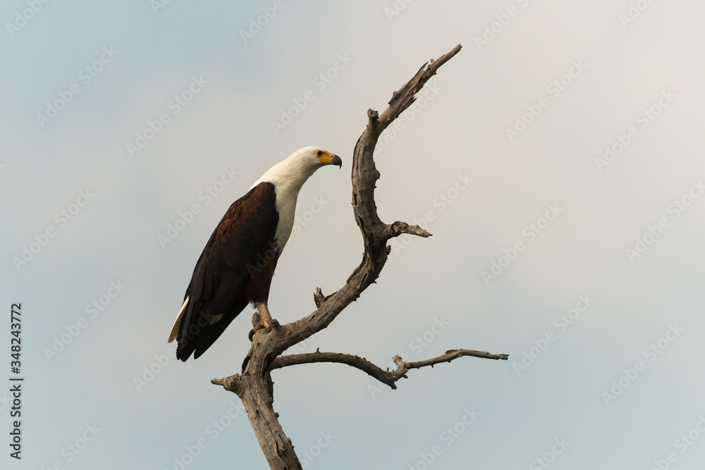 Pygargue vocifer, .Haliaeetus vocifer , African Fish Eagle, Parc national Kruger, Afrique du Sud Pygargue vocifer, .Haliaeetus vocifer , African Fish Eagle, Parc national Kruger, Afrique du Sud