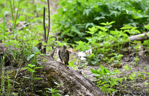 Thrush on a hunt to collect worms in the forest in vivo