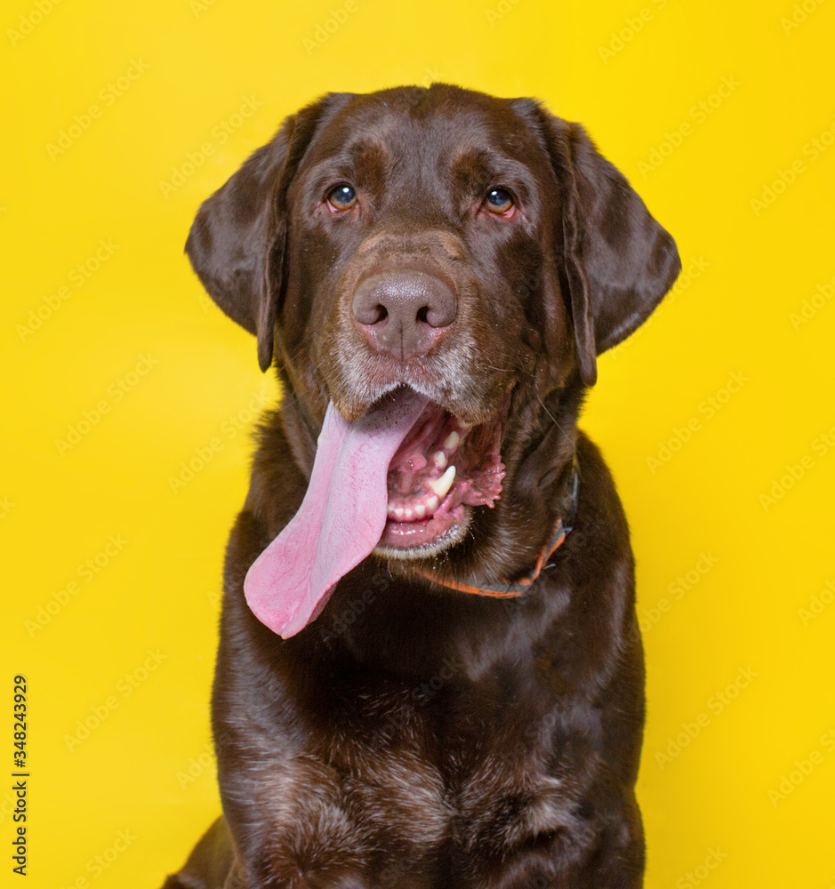 cute dog studio shot on an isolated background