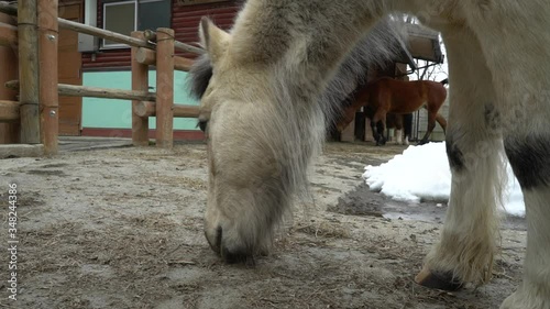 Horse pony with short leg features