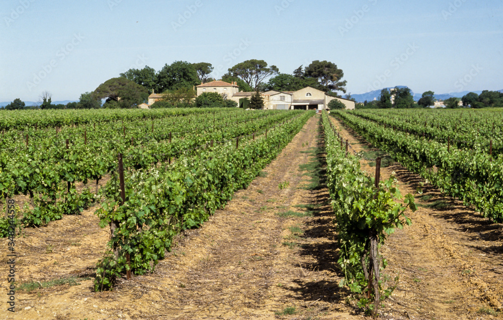 Vignoble, vin des sables de Camargue,  Aigues Mortes, Gard, 30
