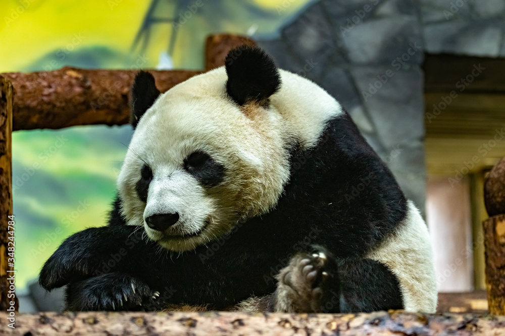 giant panda. Ailuropoda melanoleuca. close up.