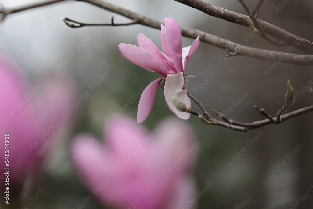 Fototapeta premium Close up of pink Magnolia flowers in spring season.