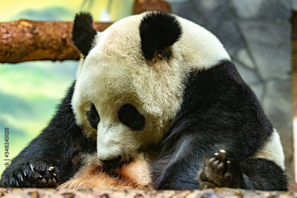 Fototapeta premium giant panda. Ailuropoda melanoleuca. close up.