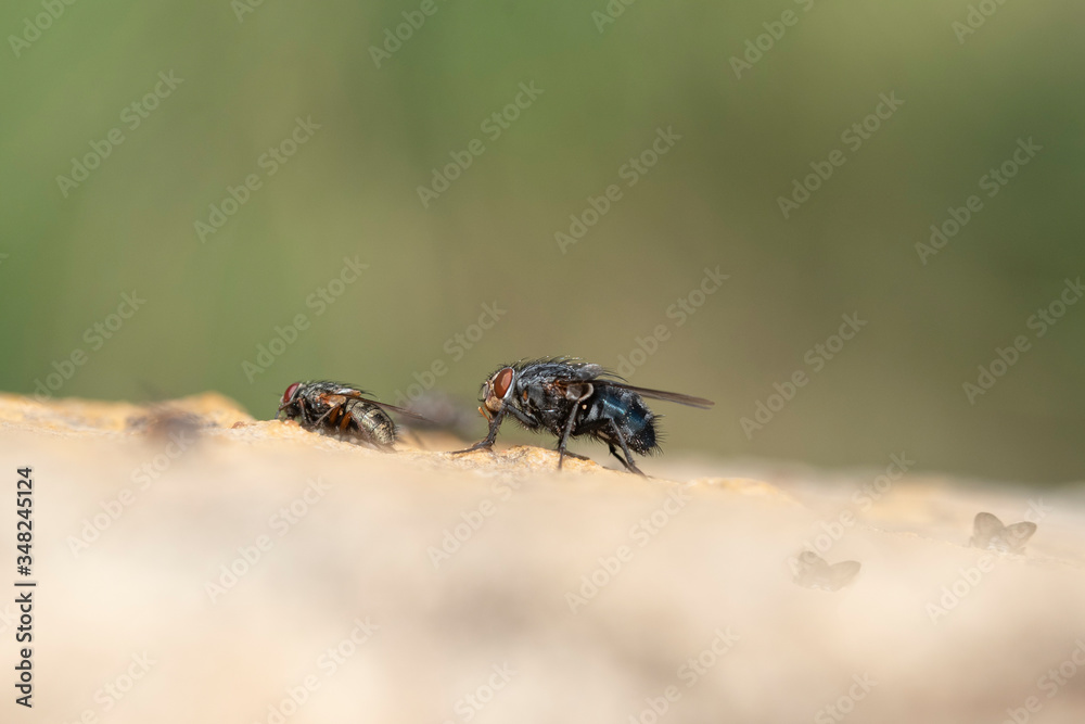 Common house fly in habitable environments located in an open space garden in seach of food Common house fly in habitable environments located in an open space garden in seach of food