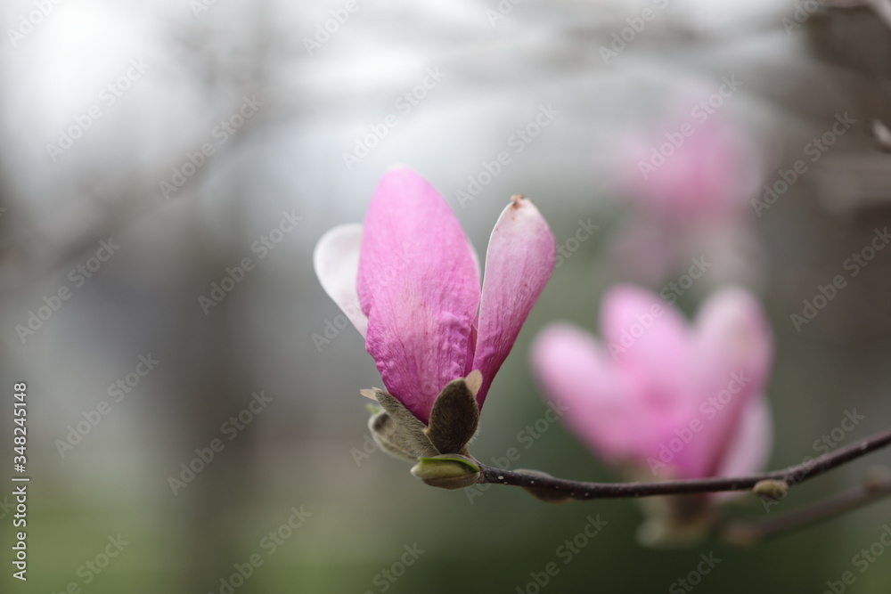 Close up of pink Magnolia flowers in spring season. Close up of pink Magnolia flowers in spring season.