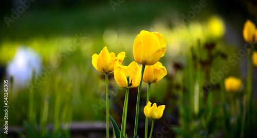 yellow tulips in a backyard garden