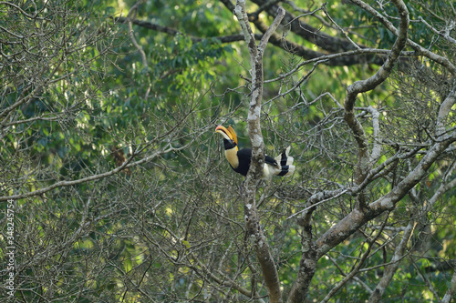 The great hornbill also known as the concave casqued hornbill, great Indian hornbill or great pied hornbill.