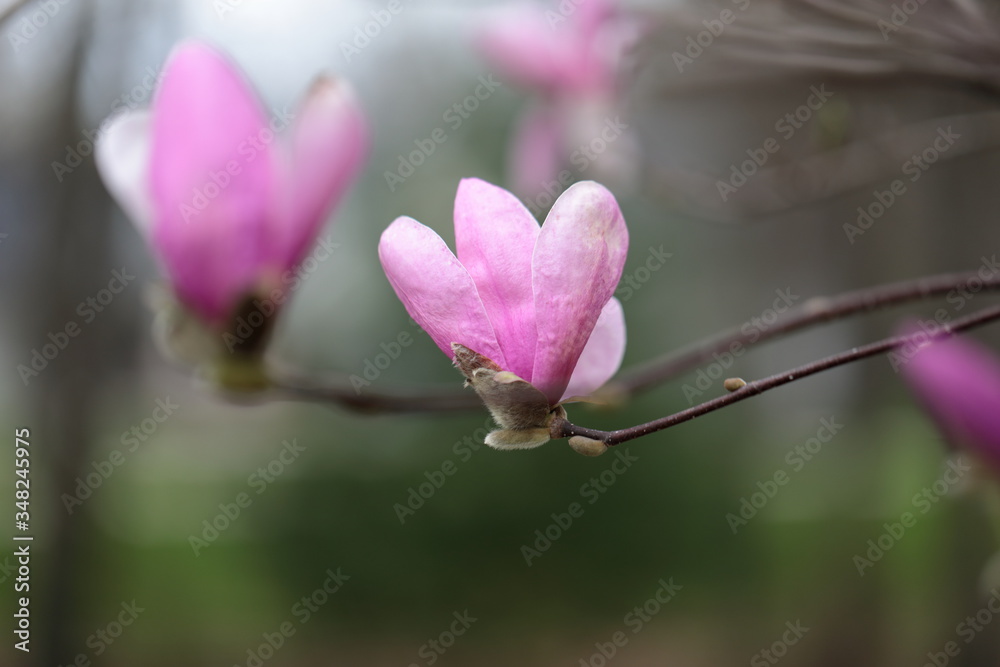 Close up of pink Magnolia flowers in spring season. Close up of pink Magnolia flowers in spring season.