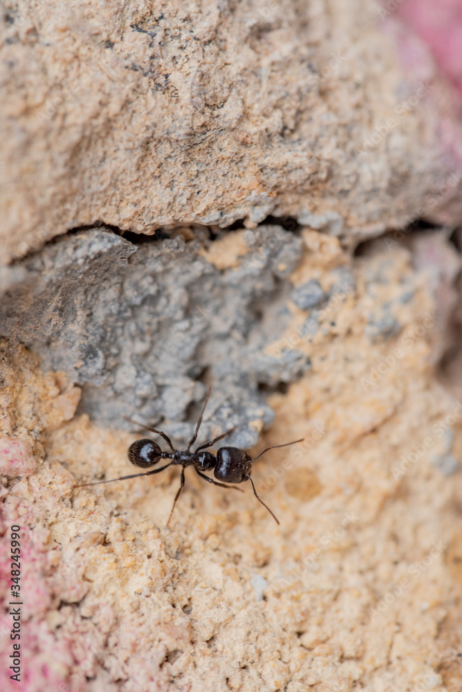 He struggles daily in search of sustenance for a laborious ant around his anthill at dawn. He struggles daily in search of sustenance for a laborious ant around his anthill at dawn.