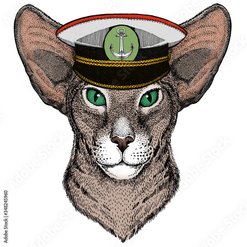 Oriental shorthair cat head. Portrait of animal.