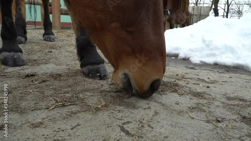 Horse pony with short leg features