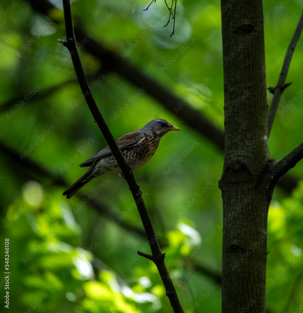 Thrush on a hunt to collect worms in the forest in vivo Thrush on a hunt to collect worms in the forest in vivo