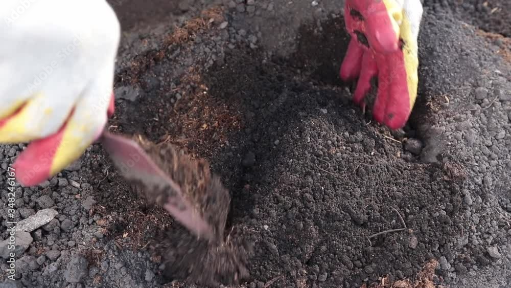 farmer digs holes in the garden before planting farmer digs holes in the garden before planting