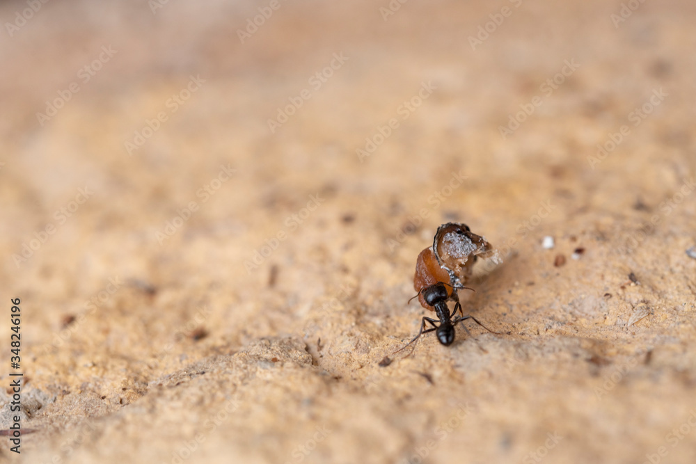 He struggles daily in search of sustenance for a laborious ant around his anthill at dawn. He struggles daily in search of sustenance for a laborious ant around his anthill at dawn.