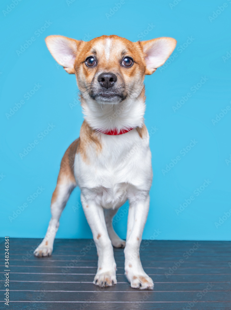 cute studio photo of a shelter dog on a isolated background