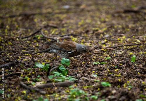 Thrush on a hunt to collect worms in the forest in vivo