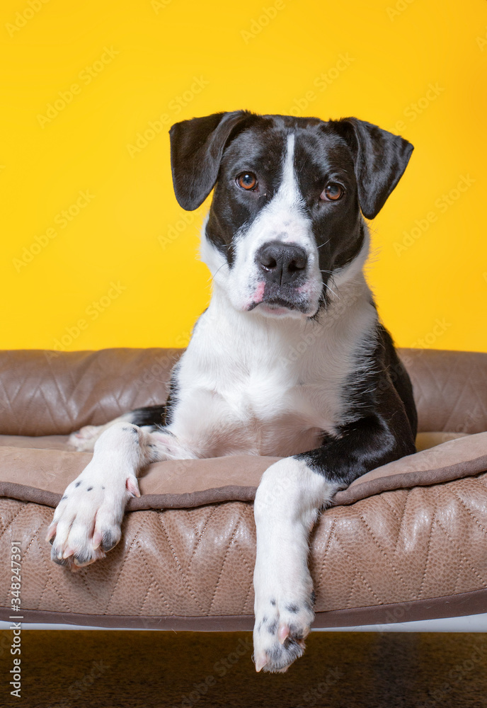 cute studio photo of a shelter dog on a isolated background cute studio photo of a shelter dog on a isolated background