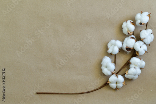 Cotton flowers on paper brown background.Women's health care. Zero waste, life without plastic. Ecology concept. Save the world.