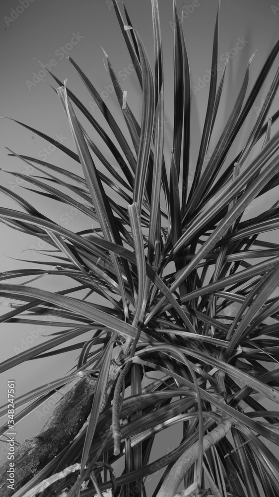 Fototapeta premium Palm