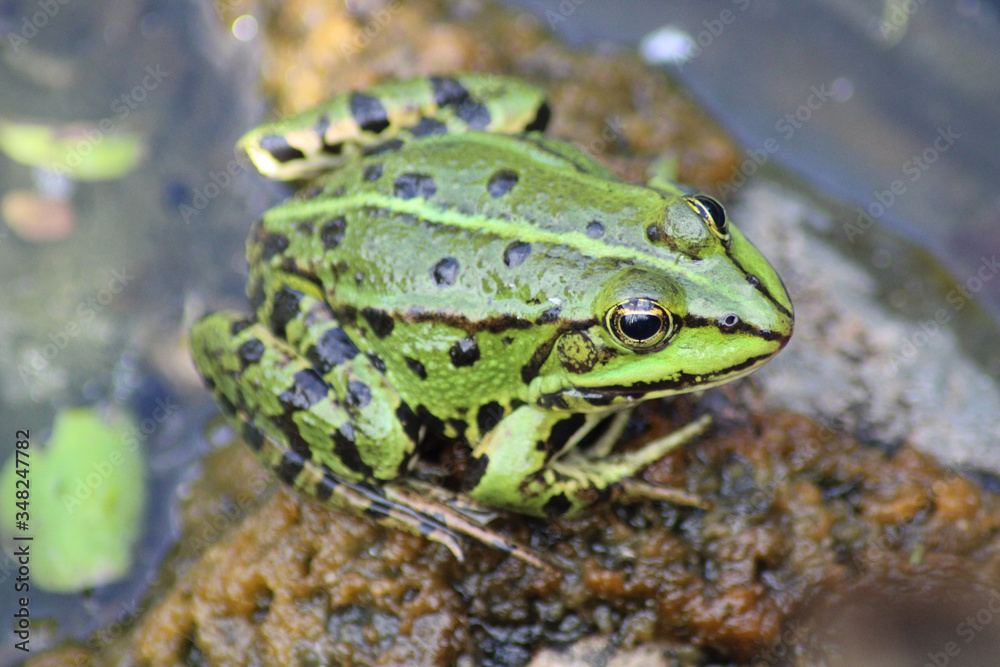 A common water frog, pelophylax esculentus, on a rock in the water. A common water frog, pelophylax esculentus, on a rock in the water.