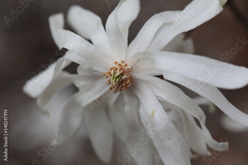 Close up of white Magnolia flowers in spring season.