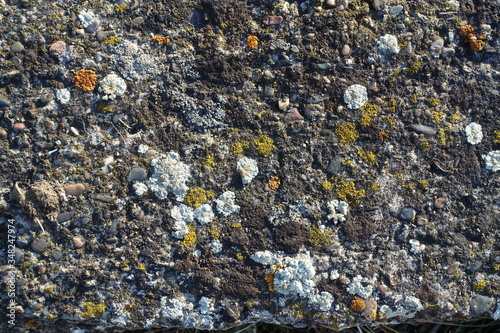Texture of old concrete slabs. Beautiful stone concrete surface covered with lichen and moss for a natural background. The lichen on the stone for the background. Colors-gray, orange, brown.