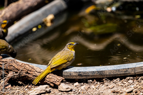 Stripe - throated Bulbul photo