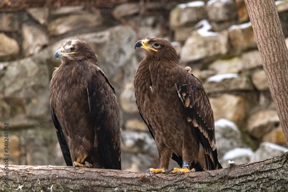 The eagle is the Imperial eagle. Aquila heliaca. Close up. The eagle is the Imperial eagle. Aquila heliaca. Close up.