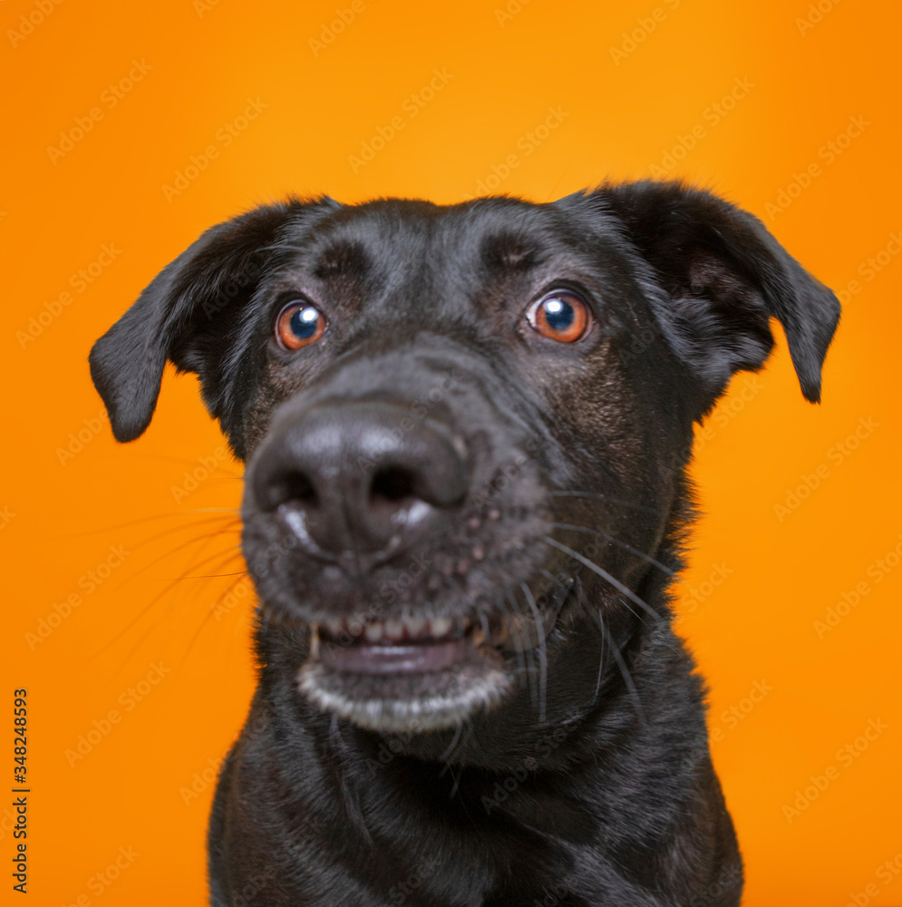 cute studio photo of a shelter dog on a isolated background