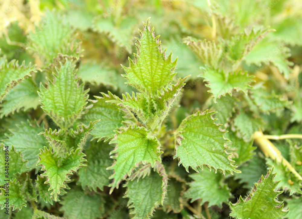 Stinging nettle (Urtica dioica) young new green leaves growing in the garden. Outdoors green fresh nettles background. Spring eatable greens Stinging nettle (Urtica dioica) young new green leaves growing in the garden. Outdoors green fresh nettles background. Spring eatable greens