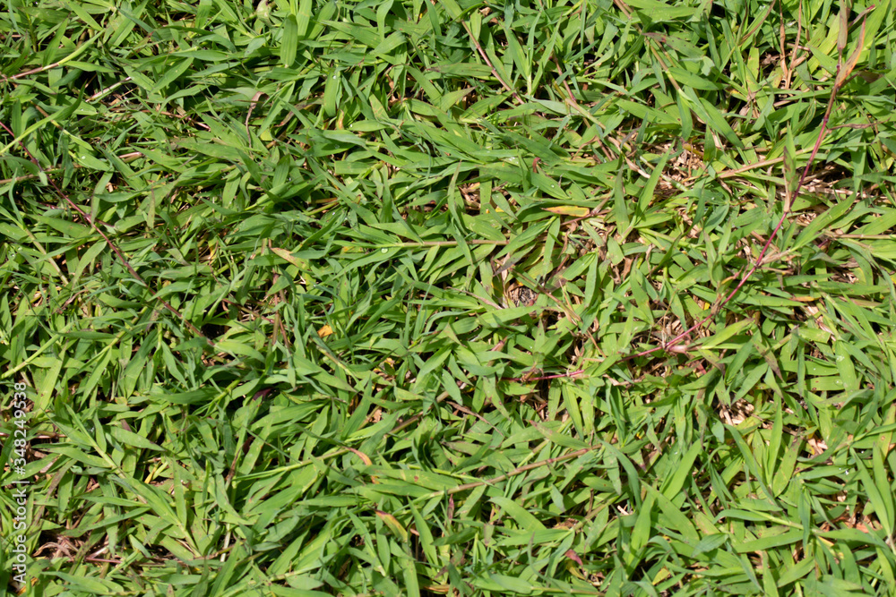 green grass background