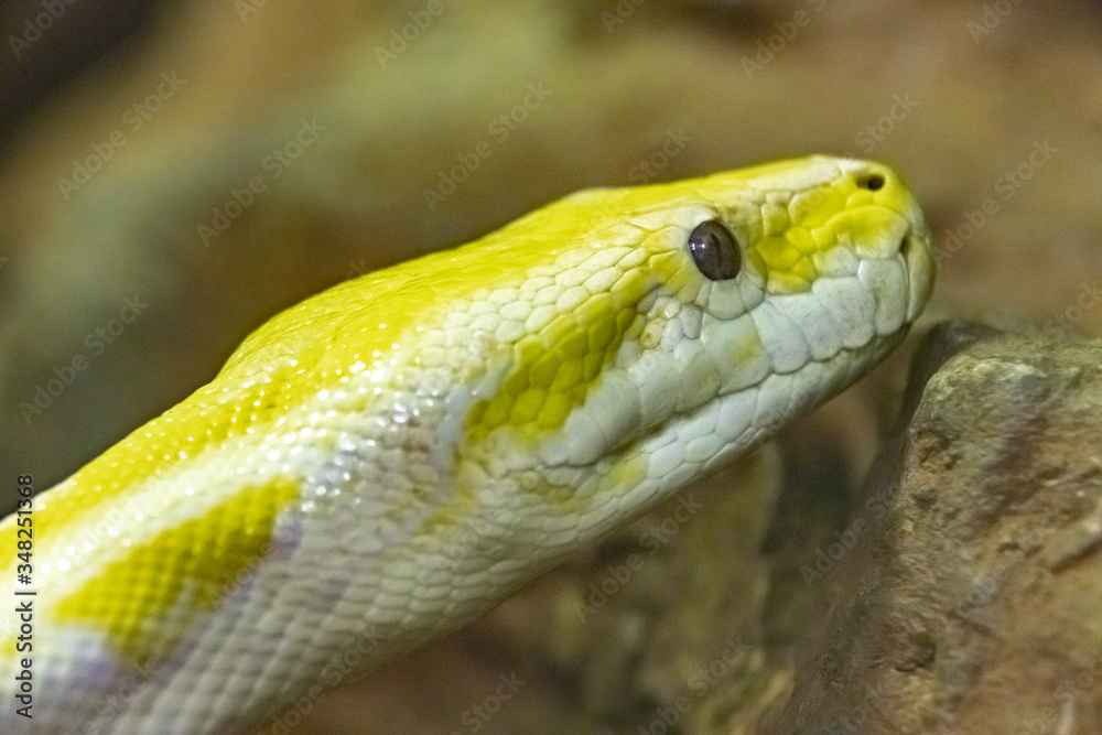Yellow Reticulated Python. Python reticulatus. close up. Yellow Reticulated Python. Python reticulatus. close up.