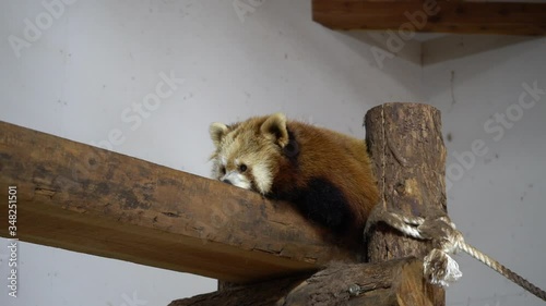 Sleepy red panda in the zoo