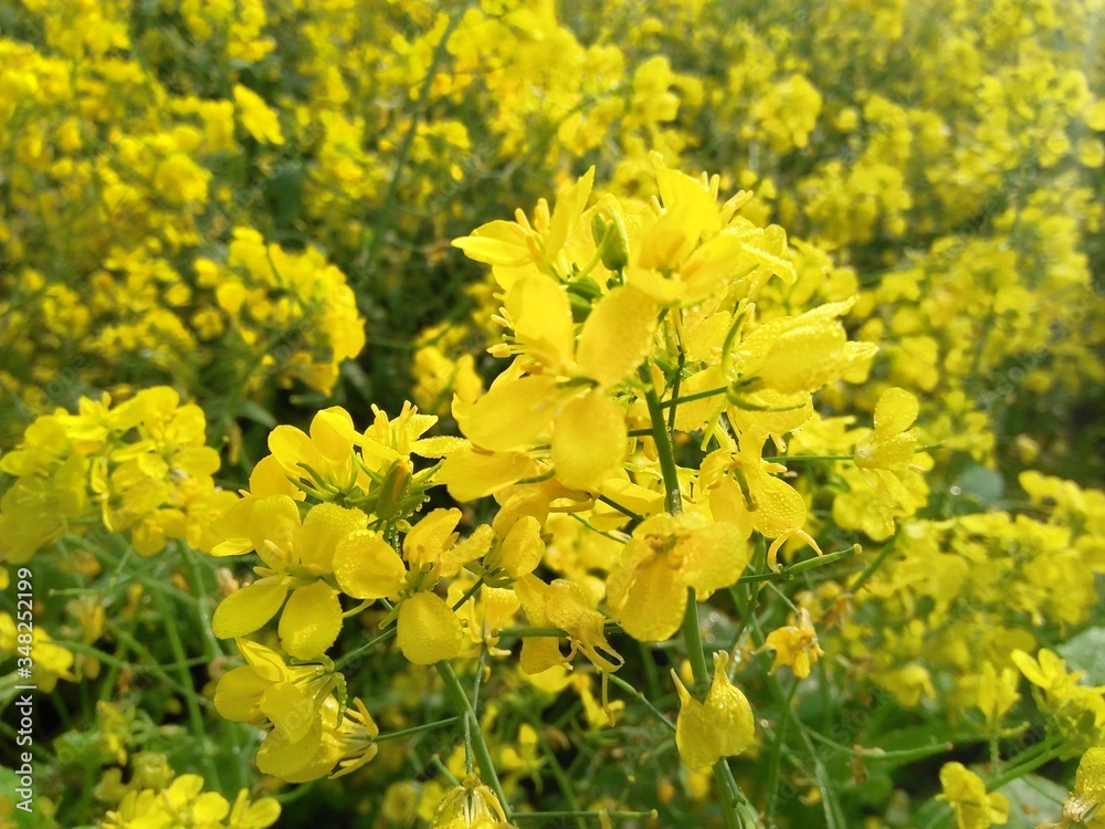 Yellow flowers in the garden and natural view Yellow flowers in the garden and natural view