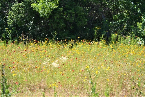 flowers in the fields