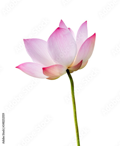Pink Lotus flower isolated on white background. Nature concept For advertising design and assembly. File contains with clipping path so easy to work.