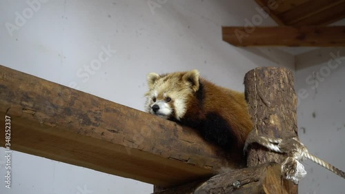 Sleepy red panda in the zoo