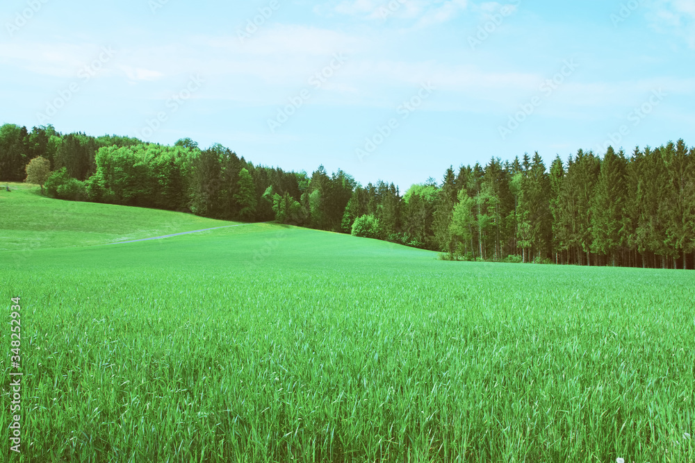 Fototapeta premium Summer landscape with green grass and trees