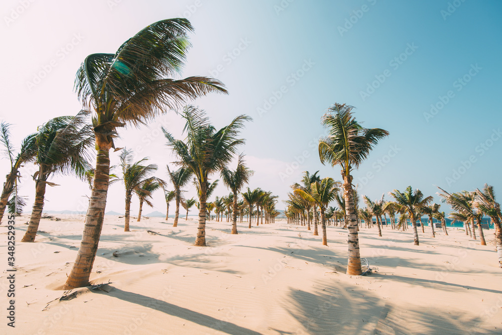Fototapeta premium palm trees on the beach