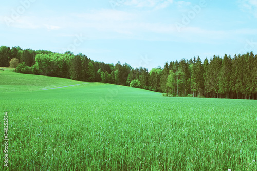 Summer landscape with green grass and trees