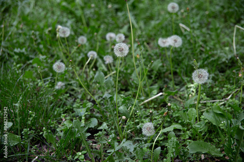 many dandelions in the summer on a green meadow