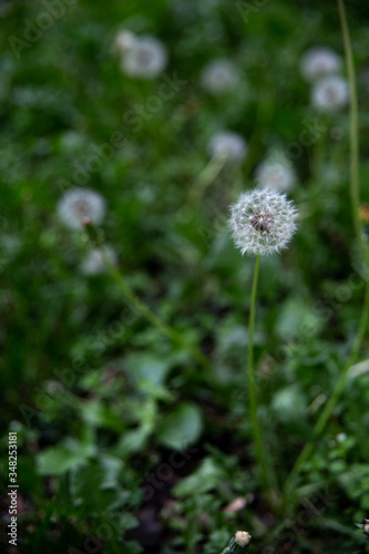 many dandelions in the summer on a green meadow 