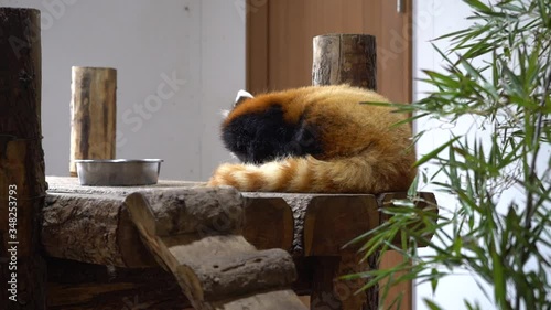 Sleepy red panda in the zoo