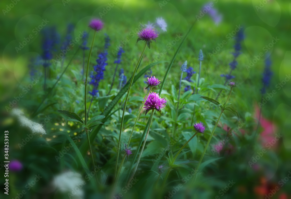 Wildflowers in a Garden with soft Glow Wildflowers in a Garden with soft Glow